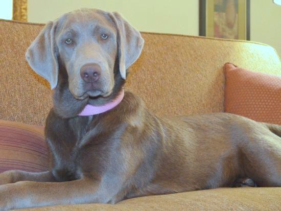 silver female lab