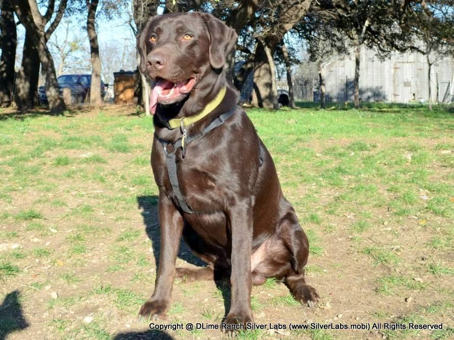 Mr. SABLE - AKC Chocolate Lab Male @ https://silverlabs.info/