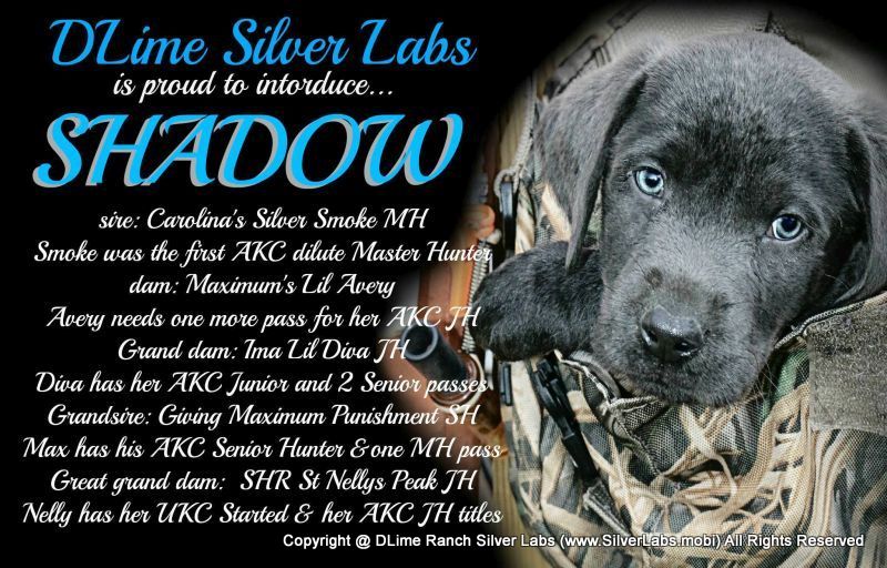 Mr. SHADOW - AKC Charcoal Lab Male @ https://silverlabs.info/