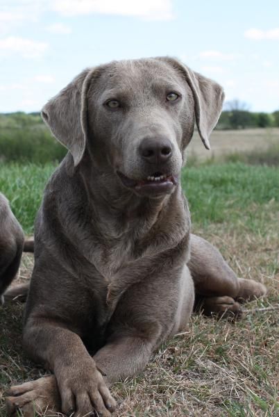RETIRED @ DLR Silver Labs
