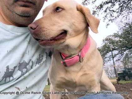 Lady BELLA - AKC Champagne Female @ DLime Ranch Silver Lab Puppies