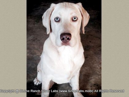 Mr.  CHAMP - AKC Silver Lab Male @ Dlime Ranch Silver Lab Puppies  1 