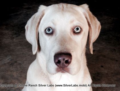 Mr.  CHAMP - AKC Silver Lab Male @ Dlime Ranch Silver Lab Puppies  2 