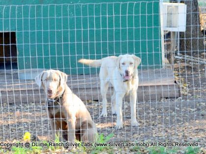 Mr.  CHAMP - AKC Silver Lab Male @ Dlime Ranch Silver Lab Puppies  35 