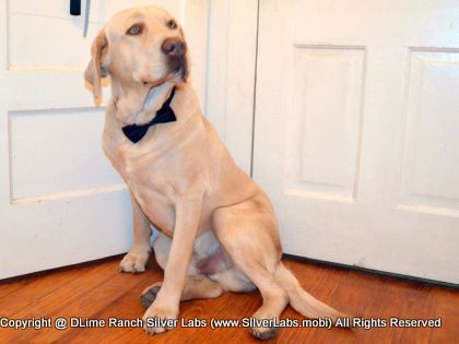 Mr.  CHAMP - AKC Silver Lab Male @ Dlime Ranch Silver Lab Puppies  45 