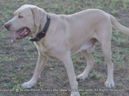 Mr.  CHAMP - AKC Silver Lab Male @ Dlime Ranch Silver Lab Puppies  48 