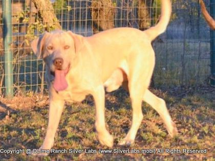 Mr.  CHAMP - AKC Silver Lab Male @ Dlime Ranch Silver Lab Puppies  49 