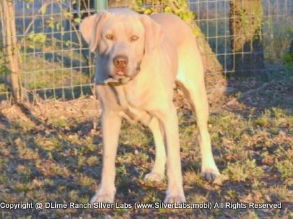 Mr.  CHAMP - AKC Silver Lab Male @ Dlime Ranch Silver Lab Puppies  51 