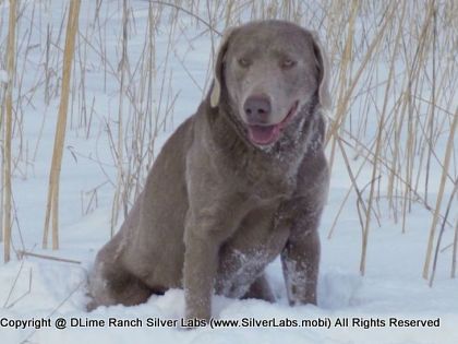 Mr. GRAYSON - AKC Silver Lab @ DLime Ranch Silver Lab Puppies   6 