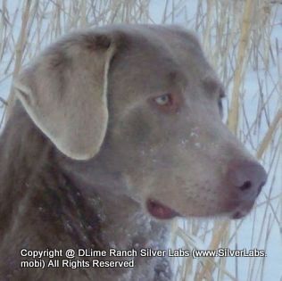 Mr. GRAYSON - AKC Silver Lab @ DLime Ranch Silver Lab Puppies  13 