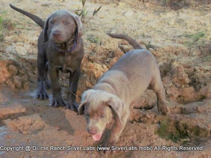 LADY IZZY - AKC Silver Lab Female @ Dlime Ranch Silver Lab Puppies  10 