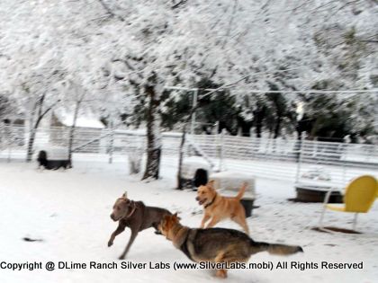 LADY MORGAN - AKC Silver Lab Female @ Dlime Ranch Silver Lab Puppies  39 