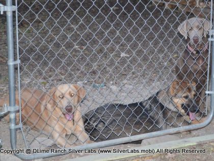 LADY MORGAN - AKC Silver Lab Female @ Dlime Ranch Silver Lab Puppies  44 