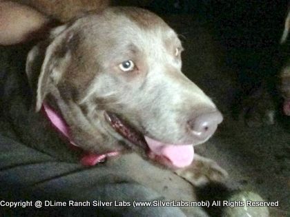 LADY PEACHES - AKC Silver Lab Female @ Dlime Ranch Silver Lab Puppies  3 