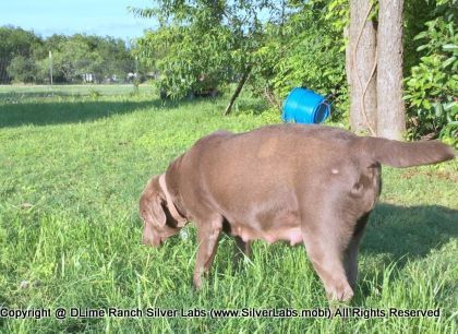 LADY PEACHES - AKC Silver Lab Female @ Dlime Ranch Silver Lab Puppies  5 