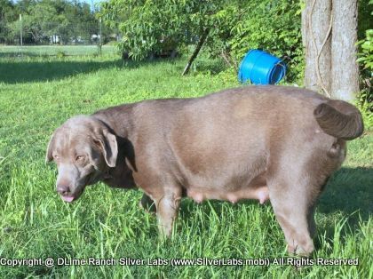 LADY PEACHES - AKC Silver Lab Female @ Dlime Ranch Silver Lab Puppies  6 