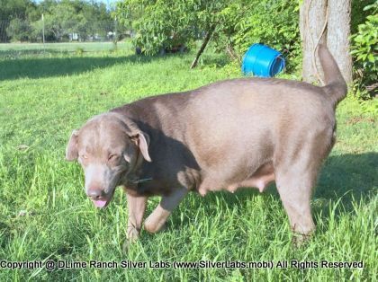 LADY PEACHES - AKC Silver Lab Female @ Dlime Ranch Silver Lab Puppies  7 