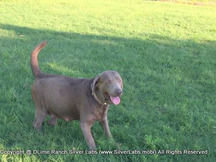 LADY PEACHES - AKC Silver Lab Female @ Dlime Ranch Silver Lab Puppies  8 