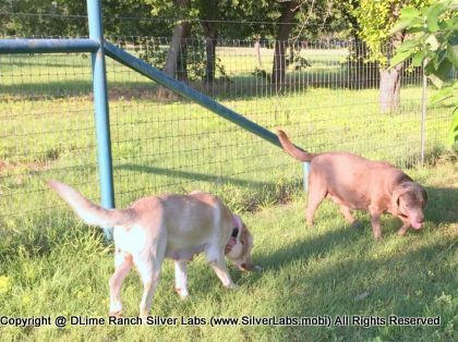 LADY PEACHES - AKC Silver Lab Female @ Dlime Ranch Silver Lab Puppies  10 