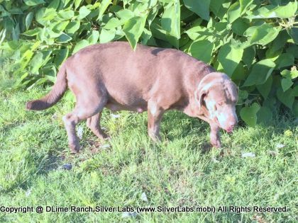 LADY PEACHES - AKC Silver Lab Female @ Dlime Ranch Silver Lab Puppies  18 