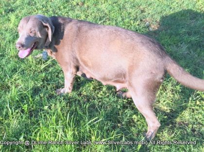 LADY PEACHES - AKC Silver Lab Female @ Dlime Ranch Silver Lab Puppies  20 