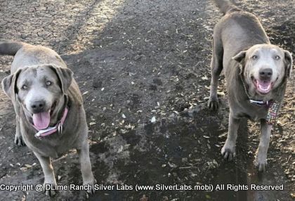 LADY PEACHES - AKC Silver Lab Female @ Dlime Ranch Silver Lab Puppies  24 