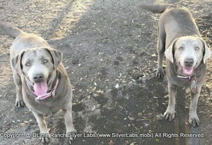LADY PEACHES - AKC Silver Lab Female @ Dlime Ranch Silver Lab Puppies  25 
