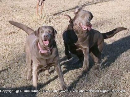 LADY PEACHES - AKC Silver Lab Female @ Dlime Ranch Silver Lab Puppies  28 