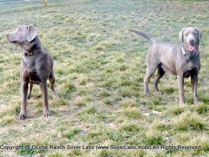MR. TANK - AKC Silver Lab Male @ Dlime Ranch Silver Lab Puppies  13 