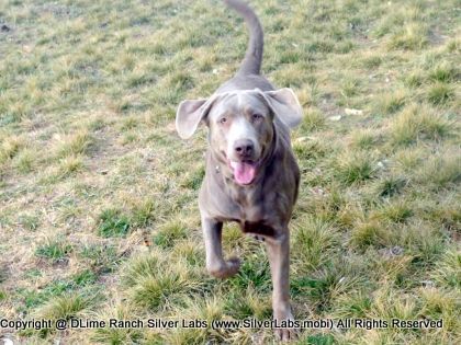 MR. TANK - AKC Silver Lab Male @ Dlime Ranch Silver Lab Puppies  15 