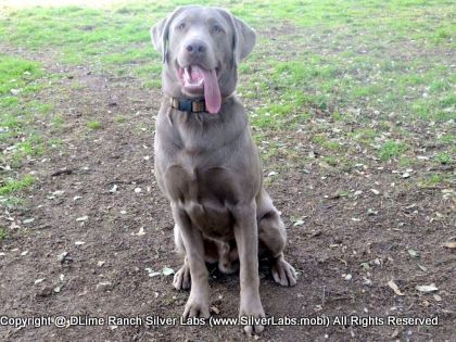MR. TANK - AKC Silver Lab Male @ Dlime Ranch Silver Lab Puppies  18 