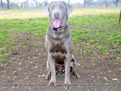 MR. TANK - AKC Silver Lab Male @ Dlime Ranch Silver Lab Puppies  19 