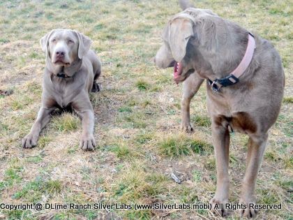MR. TANK - AKC Silver Lab Male @ Dlime Ranch Silver Lab Puppies  20 