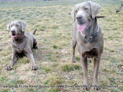 MR. TANK - AKC Silver Lab Male @ Dlime Ranch Silver Lab Puppies  21 