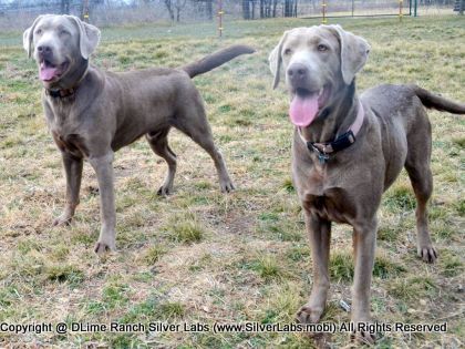 MR. TANK - AKC Silver Lab Male @ Dlime Ranch Silver Lab Puppies  23 