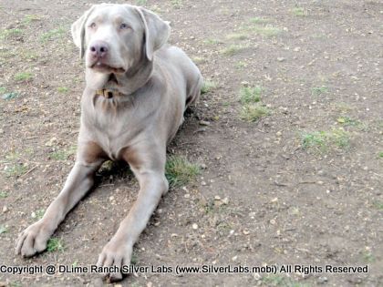 MR. TANK - AKC Silver Lab Male @ Dlime Ranch Silver Lab Puppies  28 