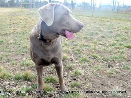 MR. TANK - AKC Silver Lab Male @ Dlime Ranch Silver Lab Puppies  29 