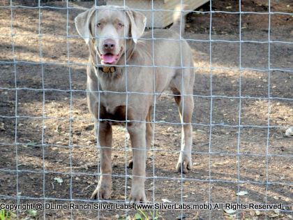 MR. TANK - AKC Silver Lab Male @ Dlime Ranch Silver Lab Puppies  31 