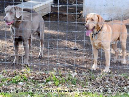MR. TANK - AKC Silver Lab Male @ Dlime Ranch Silver Lab Puppies  32 