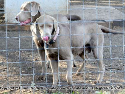 MR. TANK - AKC Silver Lab Male @ Dlime Ranch Silver Lab Puppies  37 