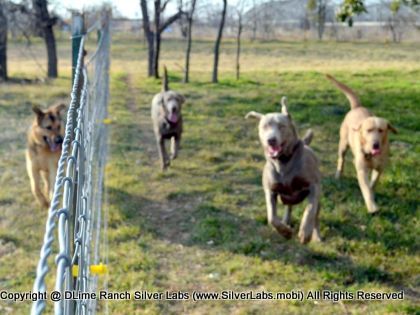 MR. TANK - AKC Silver Lab Male @ Dlime Ranch Silver Lab Puppies  40 
