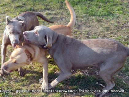 MR. TANK - AKC Silver Lab Male @ Dlime Ranch Silver Lab Puppies  42 
