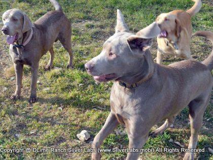 MR. TANK - AKC Silver Lab Male @ Dlime Ranch Silver Lab Puppies  43 