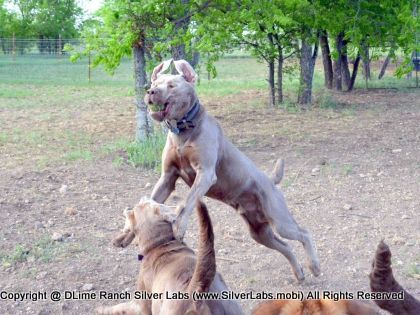 MR. TANK - AKC Silver Lab Male @ Dlime Ranch Silver Lab Puppies  54 