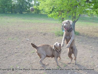 MR. TANK - AKC Silver Lab Male @ Dlime Ranch Silver Lab Puppies  58 