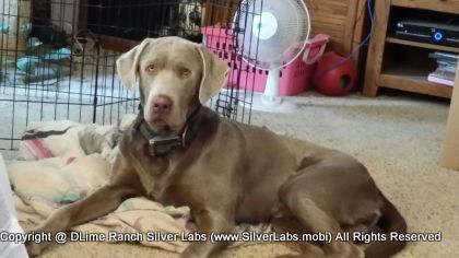 MR. TANK - AKC Silver Lab Male @ Dlime Ranch Silver Lab Puppies  60 
