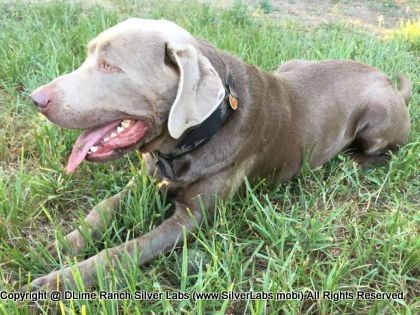MR. TANK - AKC Silver Lab Male @ Dlime Ranch Silver Lab Puppies  64 