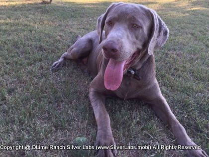 MR. TANK - AKC Silver Lab Male @ Dlime Ranch Silver Lab Puppies  65 