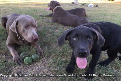 MR. TANK - AKC Silver Lab Male @ Dlime Ranch Silver Lab Puppies  66 