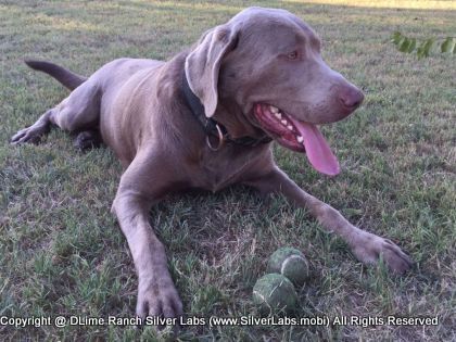 MR. TANK - AKC Silver Lab Male @ Dlime Ranch Silver Lab Puppies  68 